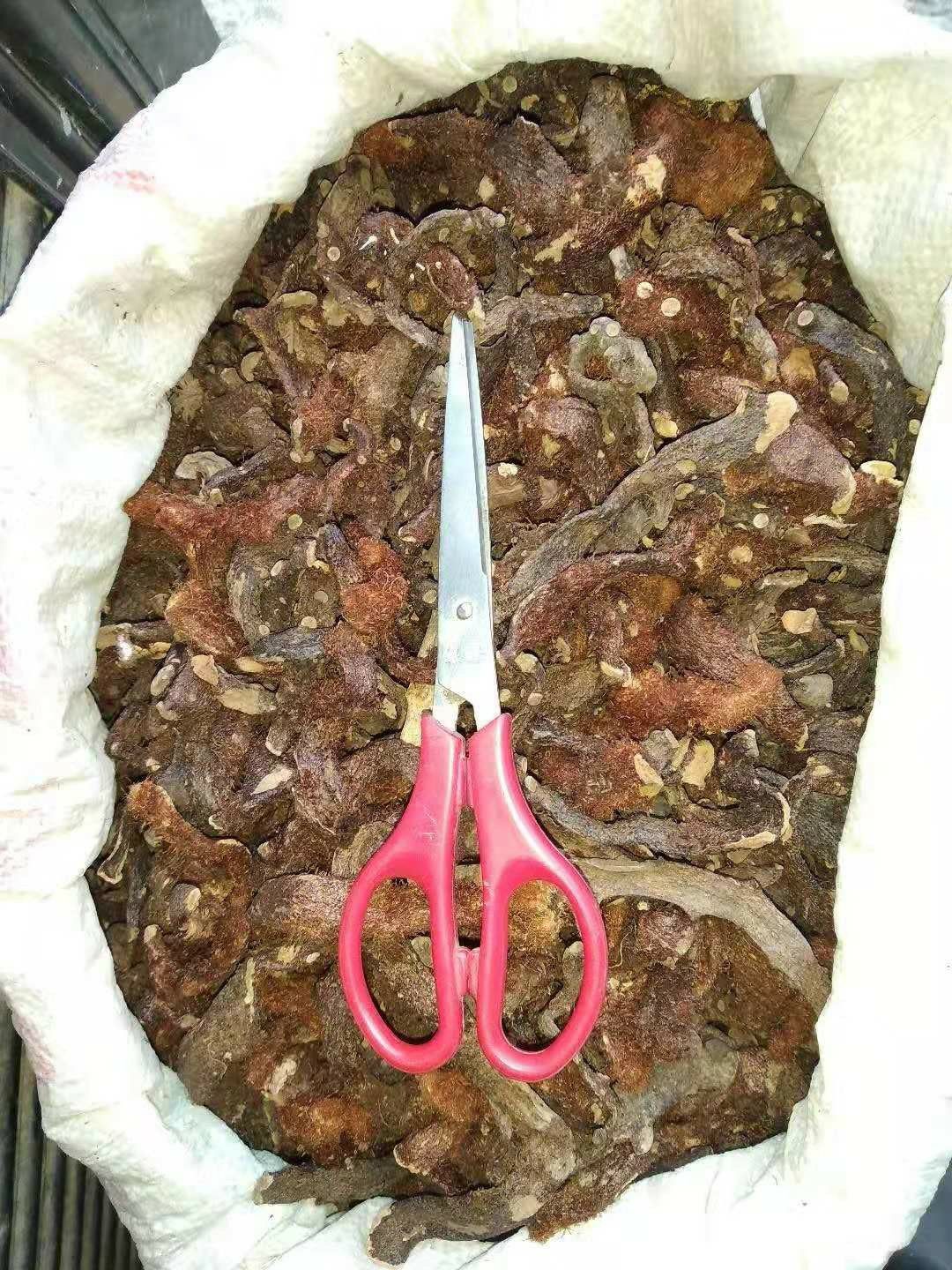 贵州铜仁产生鲜骨碎补干品爬岩姜干货毛姜含量高产地直发干净无杂