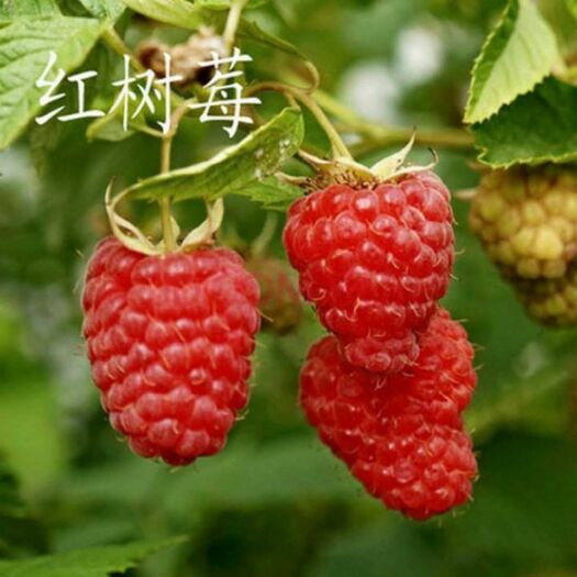 平邑县红树莓苗 