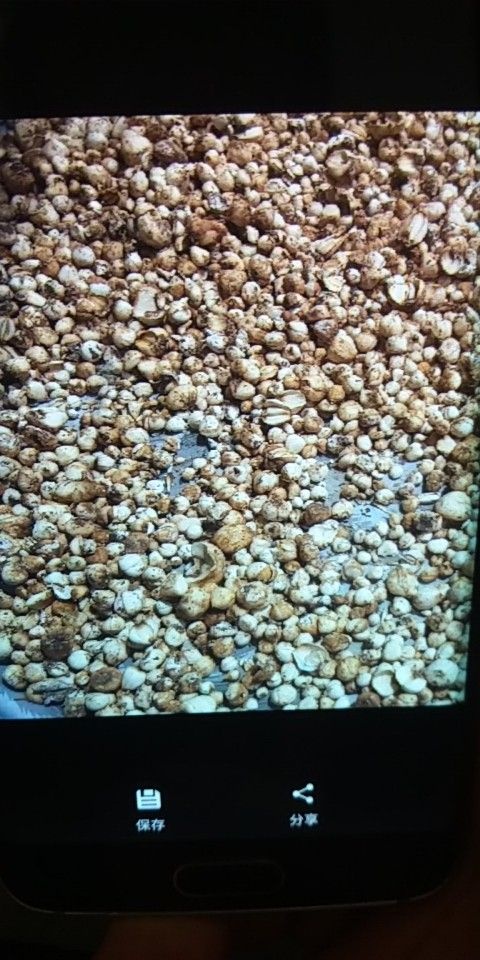 伊宁县浙贝母  伊犁家种贝母出售