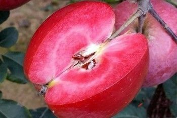 平邑县红肉苹果树苗  1~1.5米 红色之爱