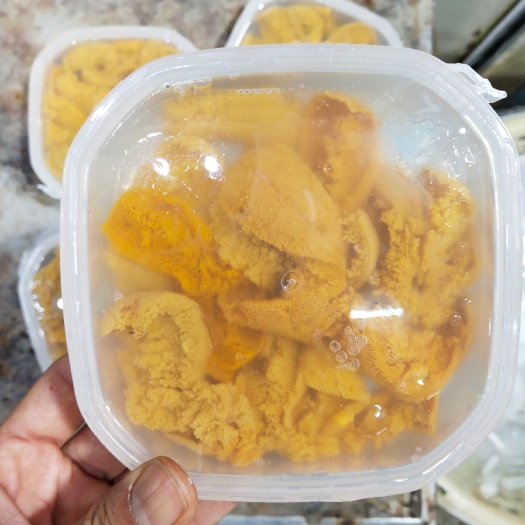 大连白贝 