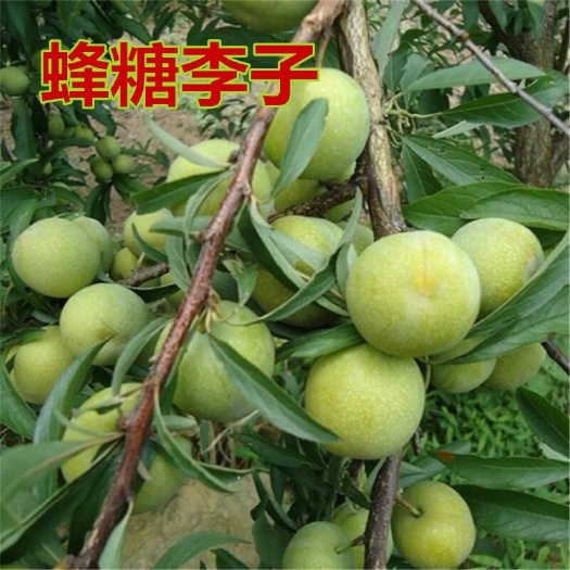 平邑县蜂糖李树苗 