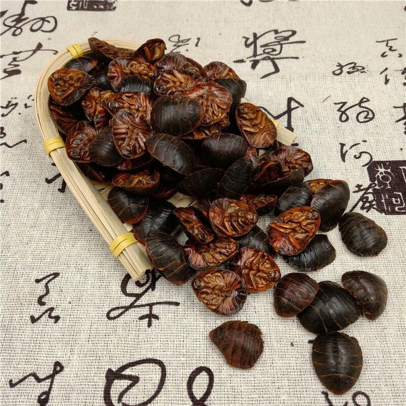 冀土元  河北土元虫包邮