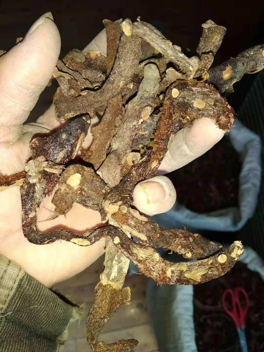 贵州铜仁产生鲜骨碎补干品爬岩姜干货毛姜含量高产地直发干净无杂