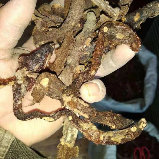 贵州铜仁产生鲜骨碎补干品爬岩姜干货毛姜含量高产地直发干净无杂