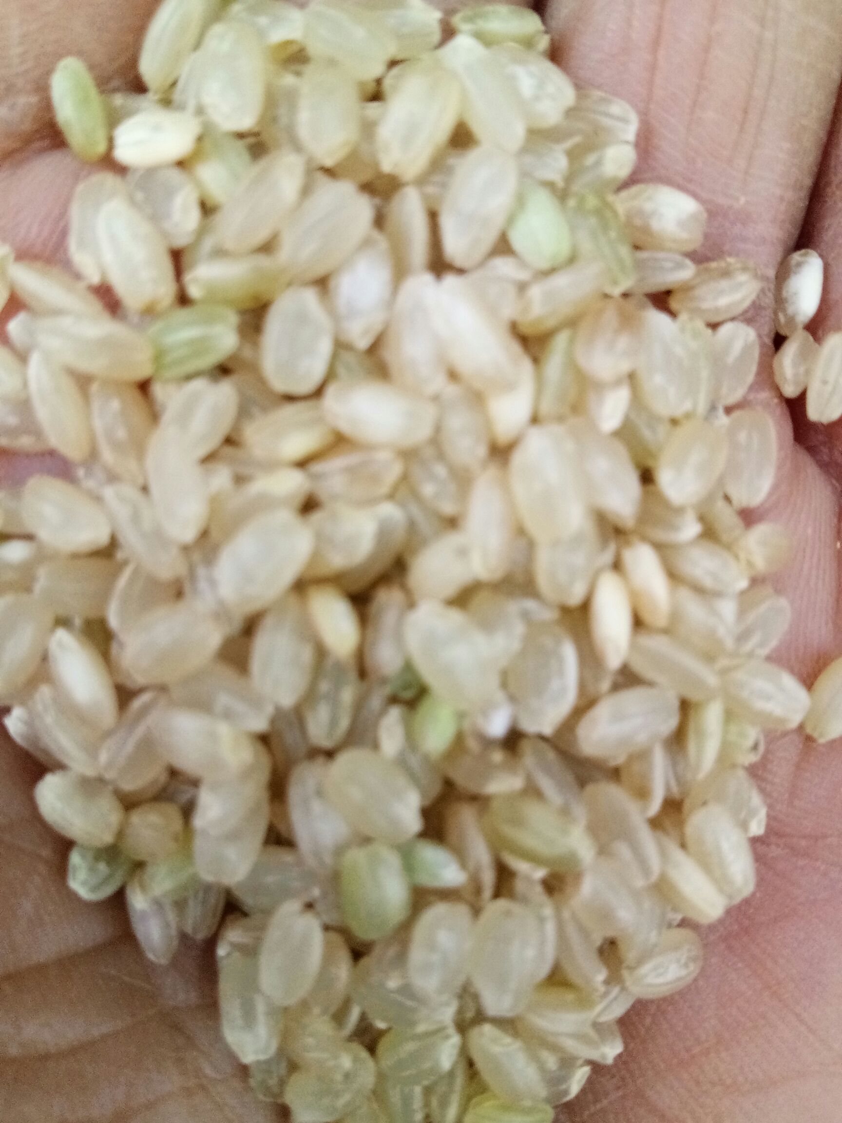 中牟县厂家直销糙米，