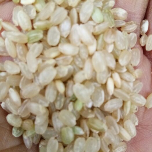 中牟县厂家直销糙米，