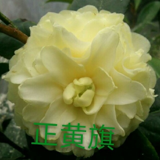 漳平市茶花树 30~50cm 
