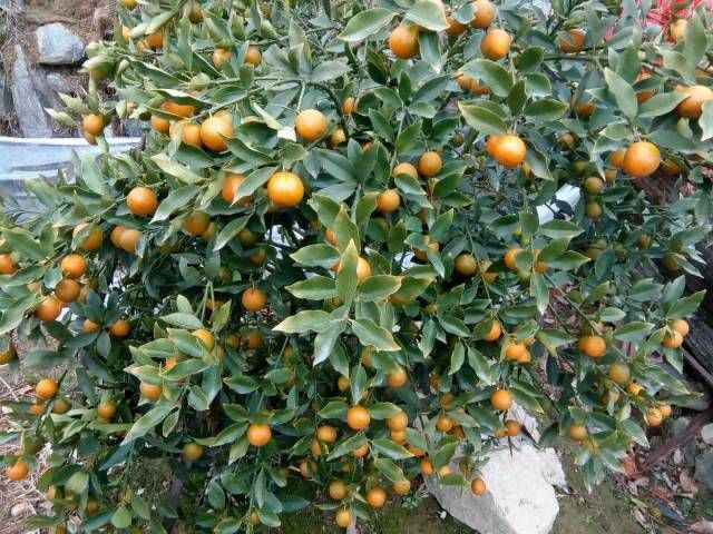 全州县脆皮金桔 2-3cm 1两以下 