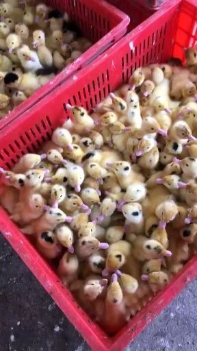 南宁鸭苗M18苗正品发货，质量保证