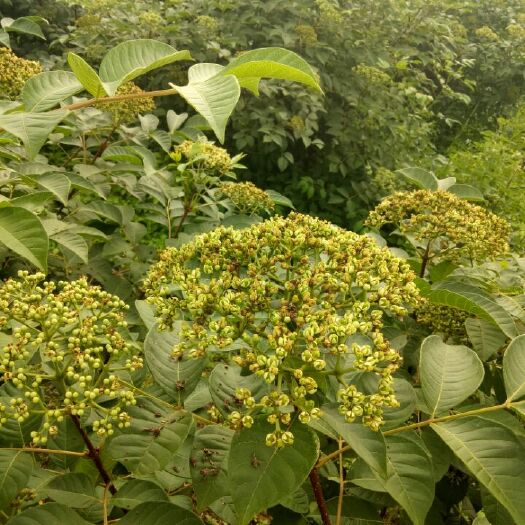 融水县吴茱萸 