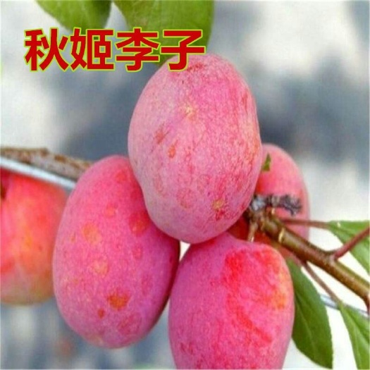 元氏县秋姬李子苗 