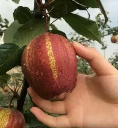 平邑县早酥红梨苗 1~1.5米 