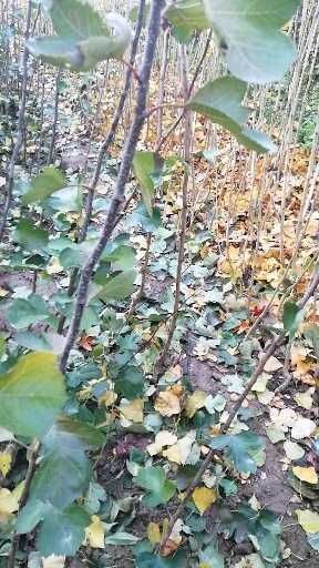 泰安大金星山楂树苗 . 地径一公分以上