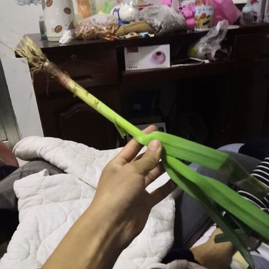 临沂红根蒜苗 50 - 60cm 
