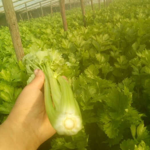 邯郸法国皇后芹菜 55~60cm 1.0~1.5斤 大棚种植
