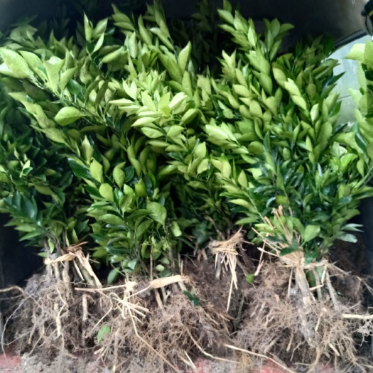 新宁县卡拉卡拉红肉脐橙苗 卡拉卡拉红肉橙苗，血橙苗