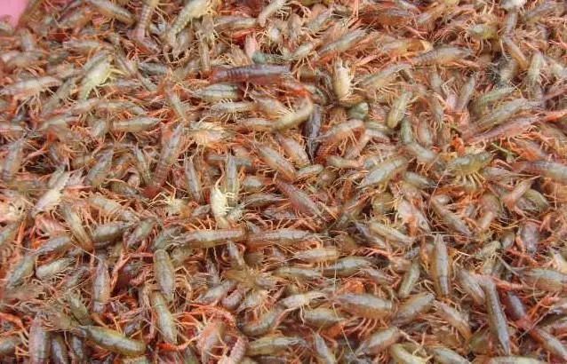 荆州中国小龙虾 2-4钱 人工养殖 