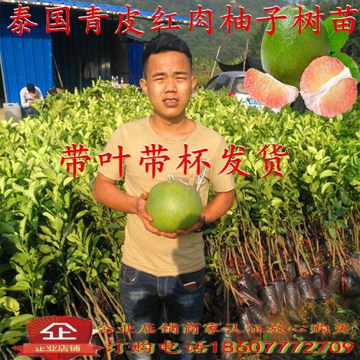 灵山县泰国青柚苗 泰国红心青皮柚子苗