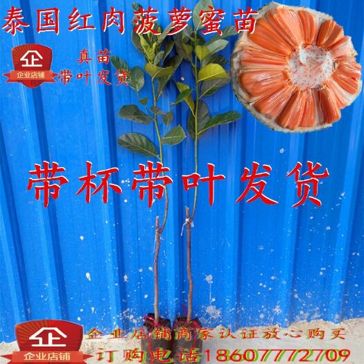 灵山县红肉菠萝蜜苗  泰国红肉菠萝蜜苗