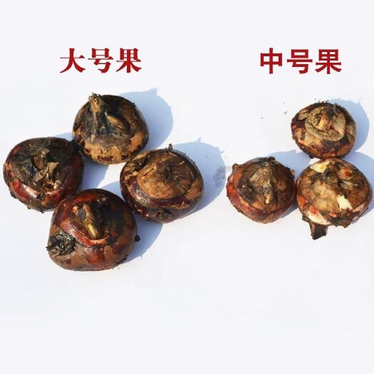 广州荔浦马蹄 大号 