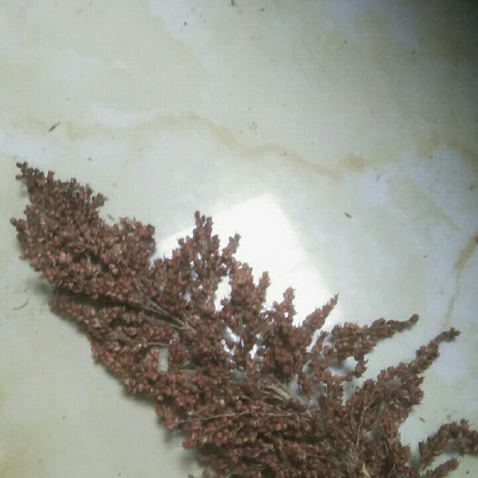肇源县红缨子高粱 1等品 霉变 ≤1% 