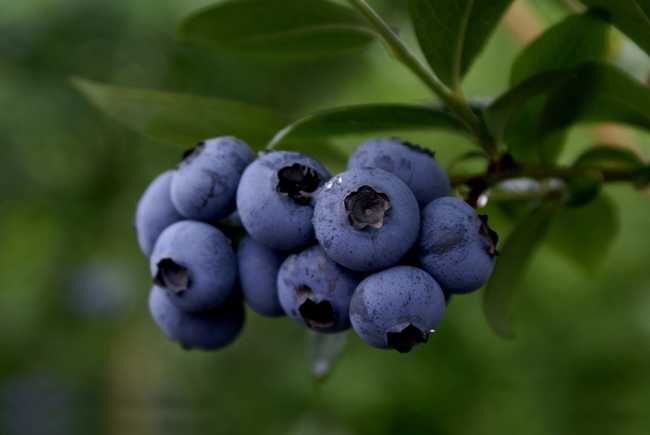 美登蓝莓苗
