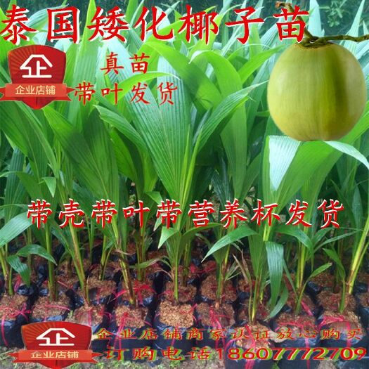 灵山县椰子苗 泰国矮化椰子树苗
