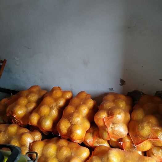 道县江永香柚 1.5斤以上 