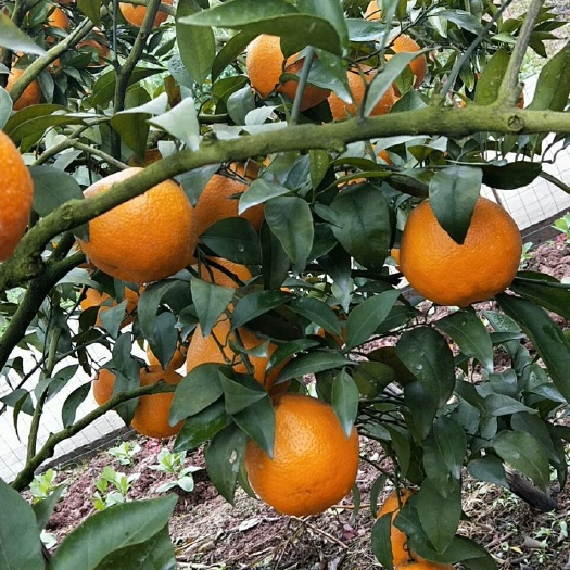 成都耙耙柑 7.5 - 8cm 5两以上 