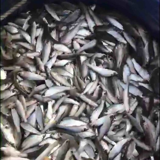新兴县鲮鱼苗 