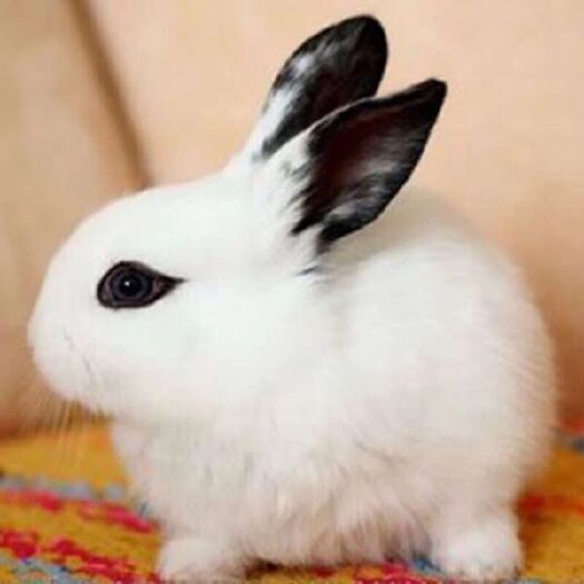 海盐县比利时兔 比利时种兔30元一只包邮。