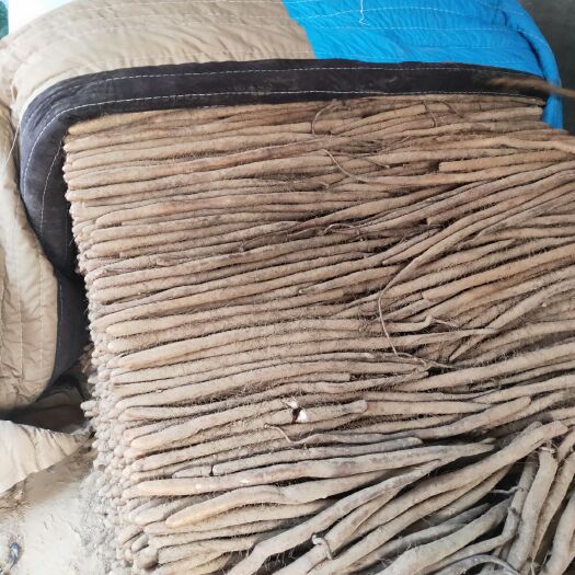 大名县白玉山药 40~50cm 