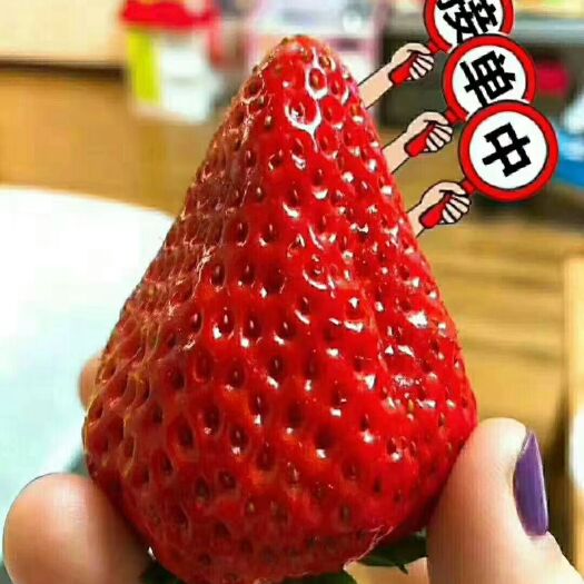 东港市丹东草莓 20克以上 
