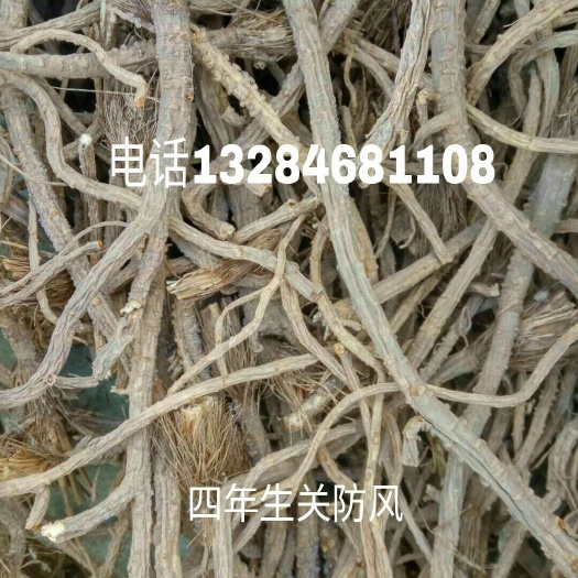 绥滨县防风 