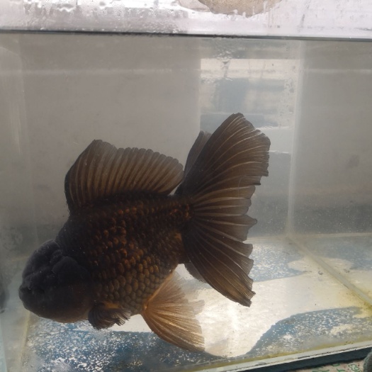 济南泰狮