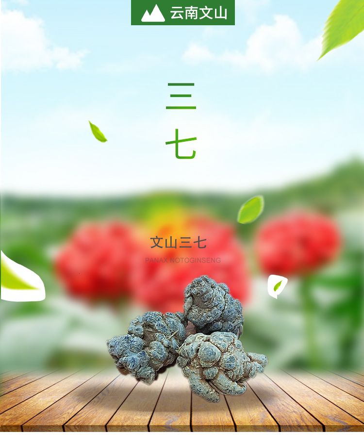 三七  文山三七，春三七