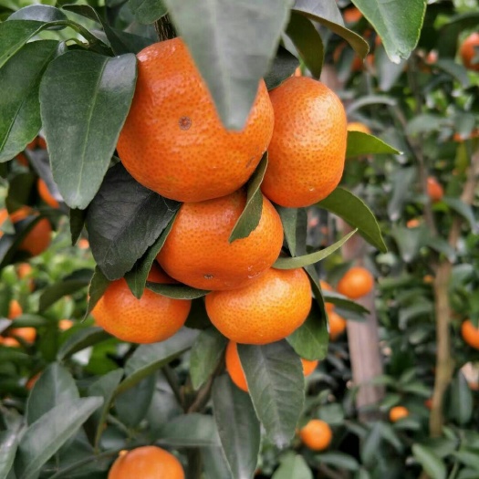 平山县沙糖桔 3.5 - 4cm 1两以下 