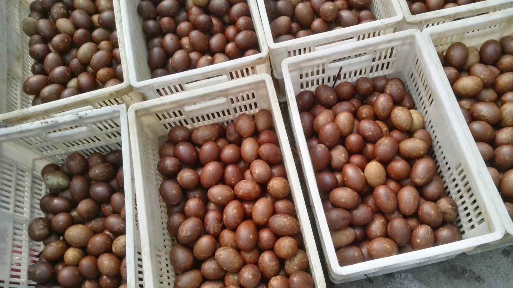 青皮鸭蛋 食用 散装 
