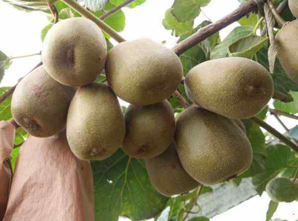 红心猕猴桃苗 嫁接苗 