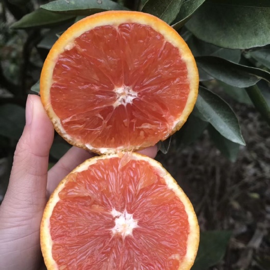 灵山县血橙苗  嫁接苗 肉色橙红嫩滑 投产早