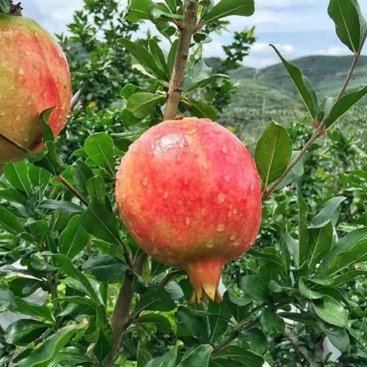 平邑县蒙阳红石榴苗 