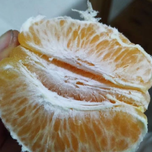 资阳耙耙柑 7.5 - 8cm 3两以上 3-4两