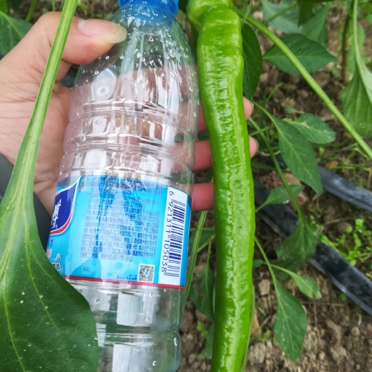 宁都县黄皮辣椒 20cm以上 中辣 黄色 