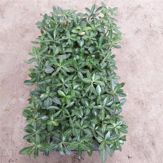 佛山沙漠玫瑰 玫瑰种苗室内观赏绿植