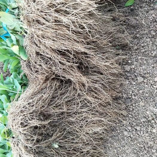 明光市甜叶菊苗  甜叶菊干叶
