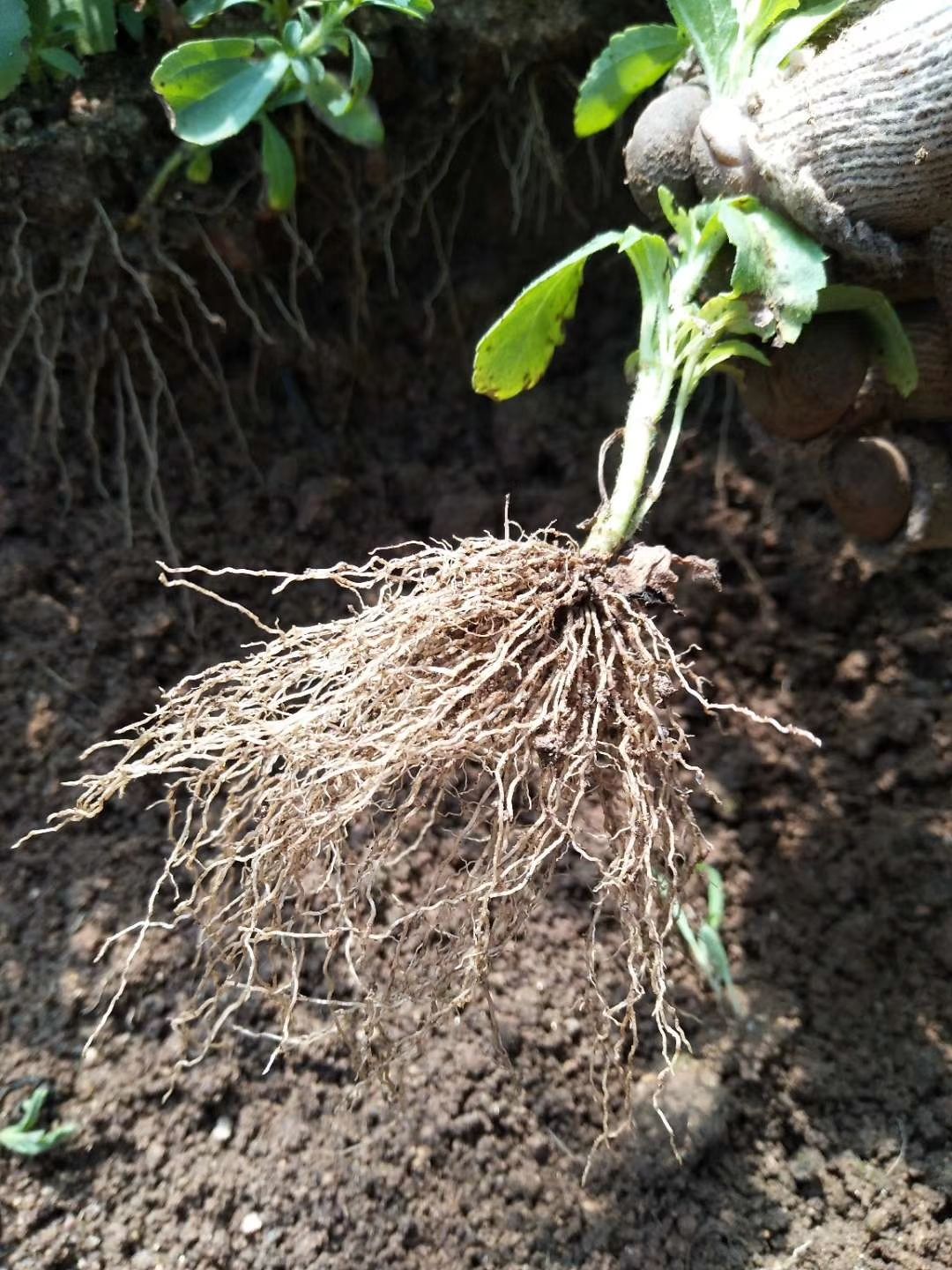 甜叶菊苗  甜叶菊干叶