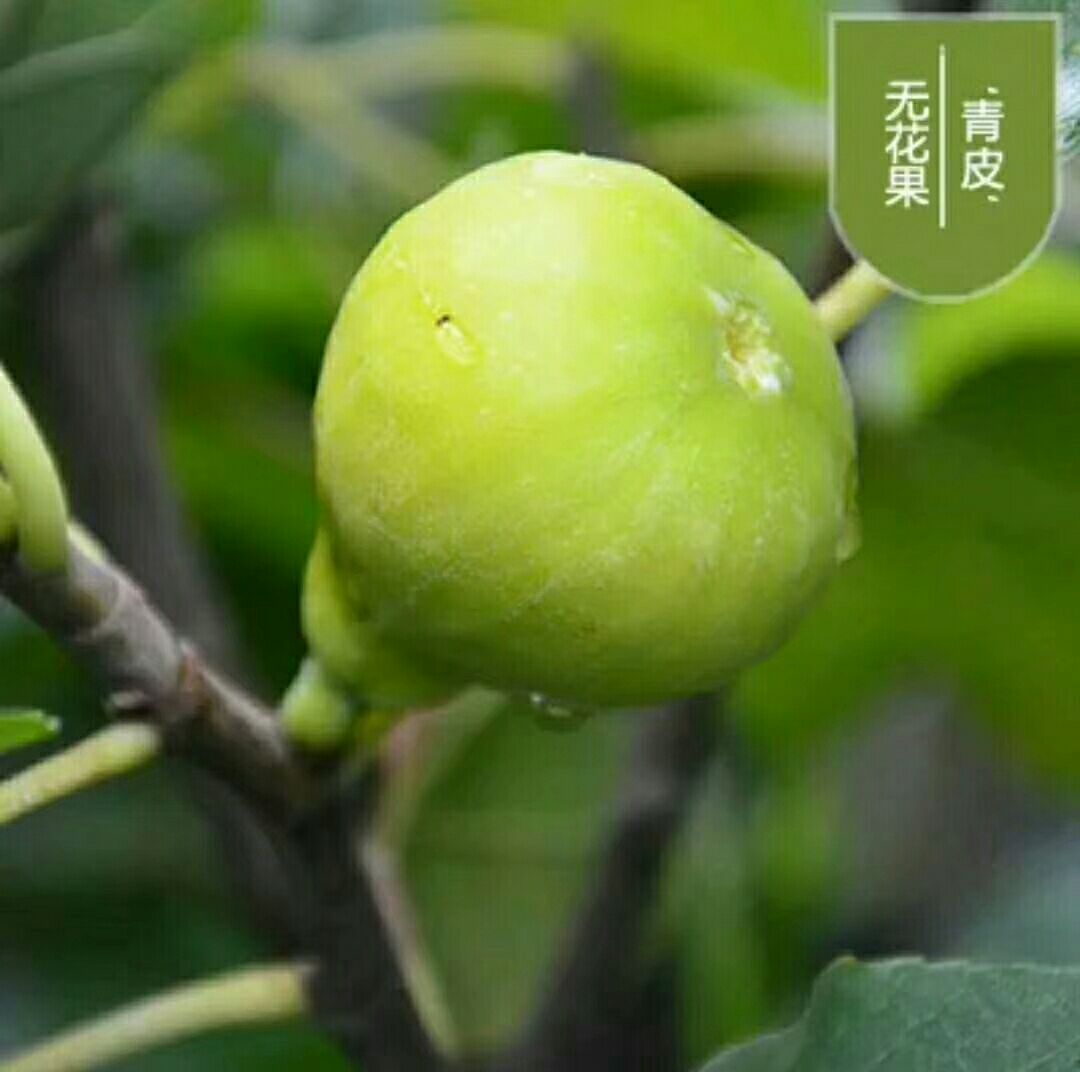 青皮無花果樹苗 