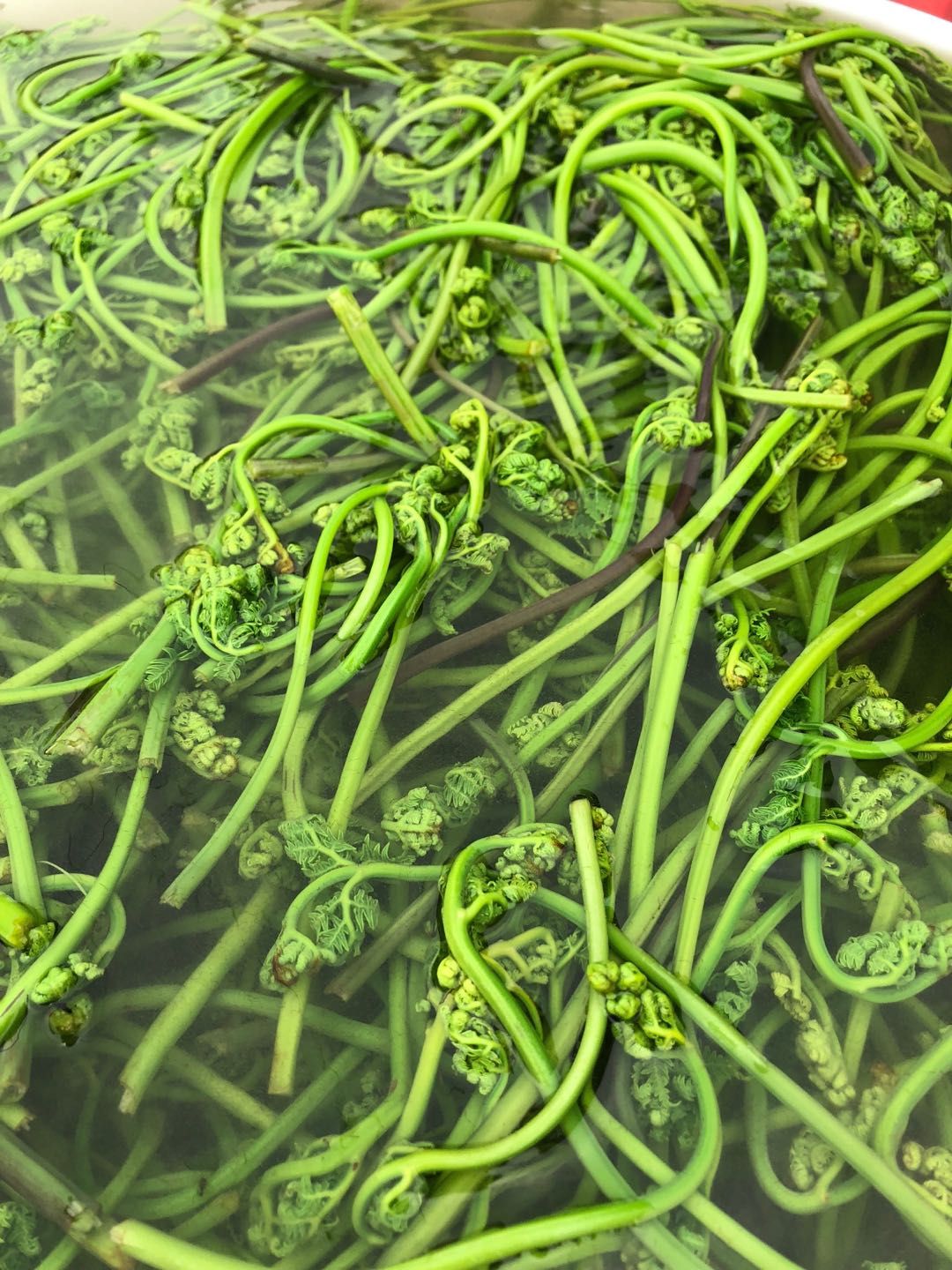 野生蕨菜 鲜货 