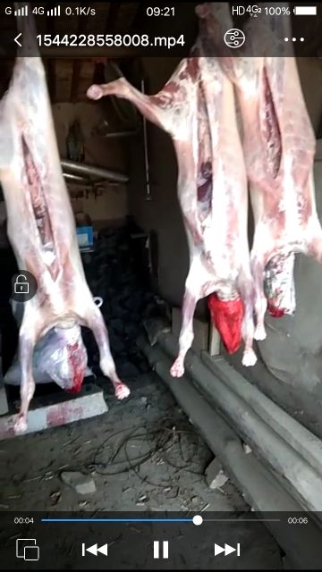 羊肉类 生肉 